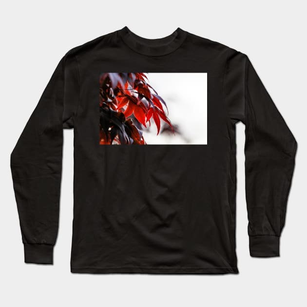 Red maple leaves in sunlight Long Sleeve T-Shirt by blossomcophoto